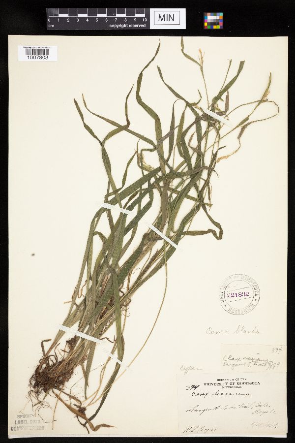 Carex blanda image