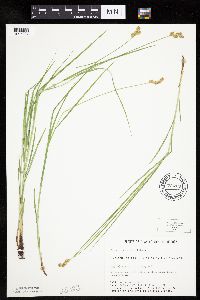 Carex brevior image