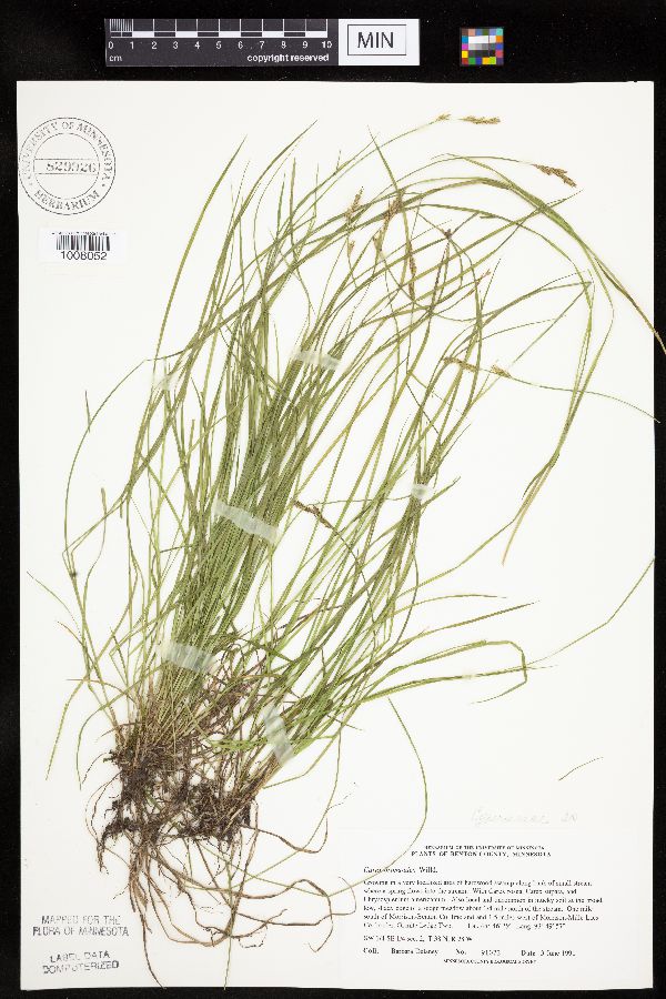 Carex bromoides subsp. bromoides image