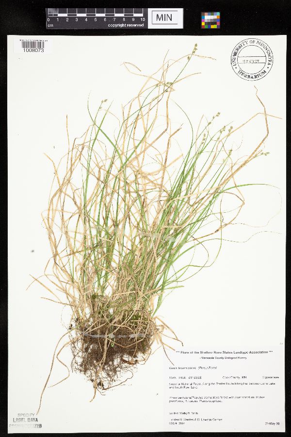 Carex brunnescens subsp. sphaerostachya image