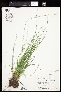 Carex brunnescens image