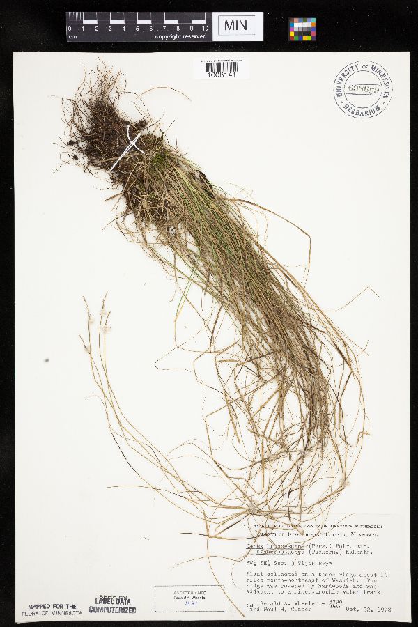 Carex brunnescens subsp. sphaerostachya image