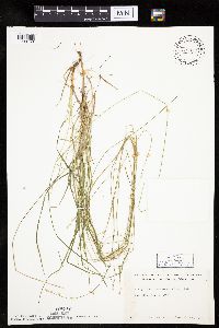 Carex brunnescens subsp. sphaerostachya image