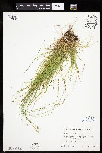 Carex brunnescens subsp. sphaerostachya image