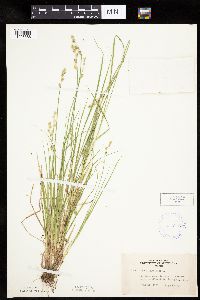 Carex canescens image