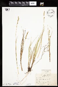 Carex canescens image