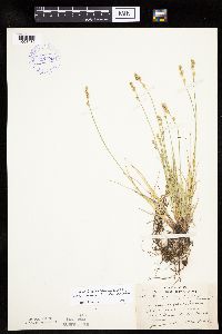 Carex canescens subsp. canescens image