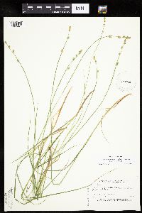Carex canescens subsp. disjuncta image