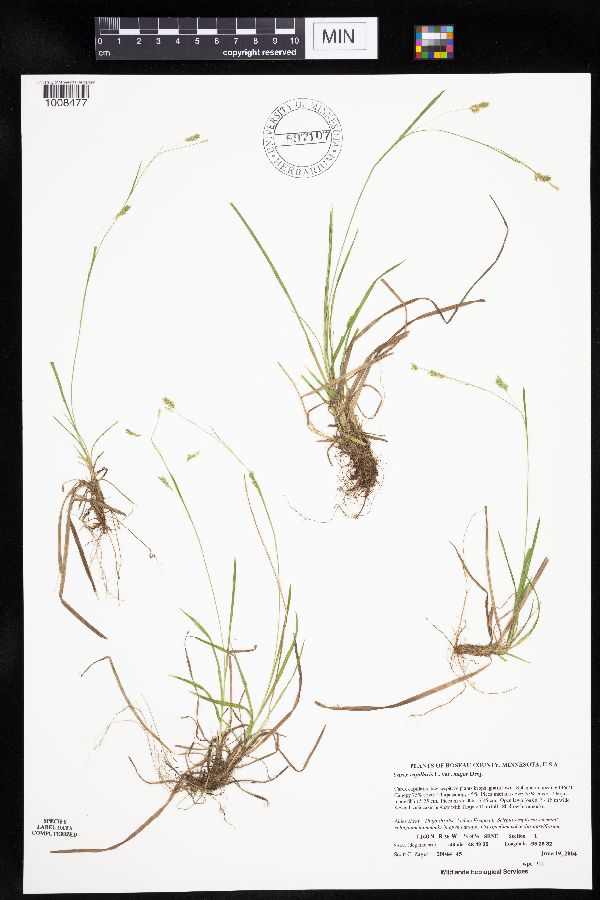 Carex capillaris image