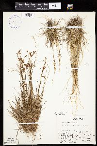 Carex capillaris image