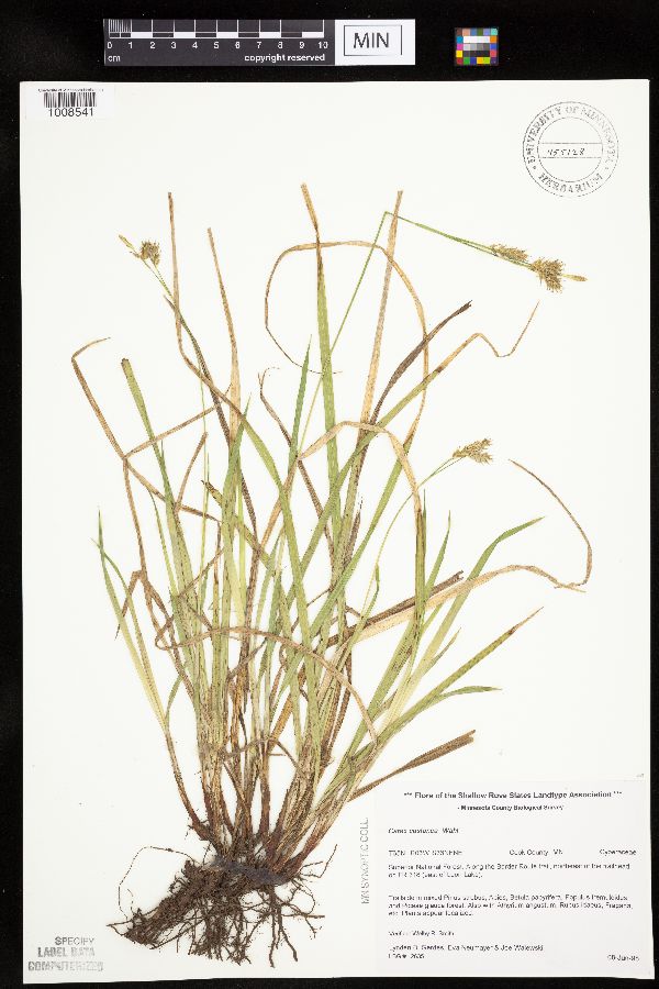 Carex castanea image