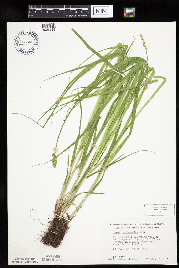 Carex cephaloidea image