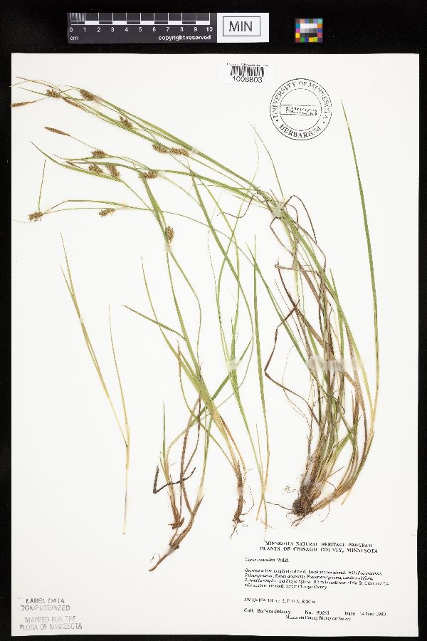 Carex conoidea image