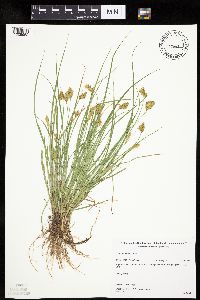 Carex crawfordii image