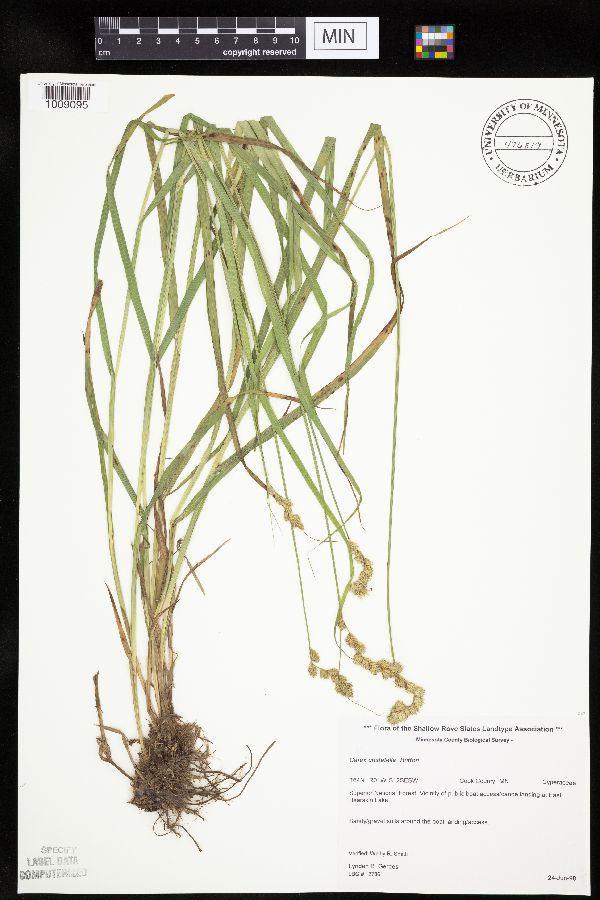 Carex projecta image