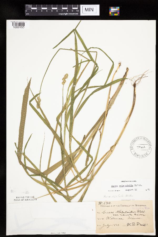 Carex cristatella image