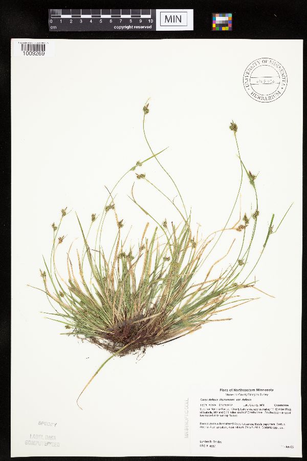 Carex deflexa var. deflexa image