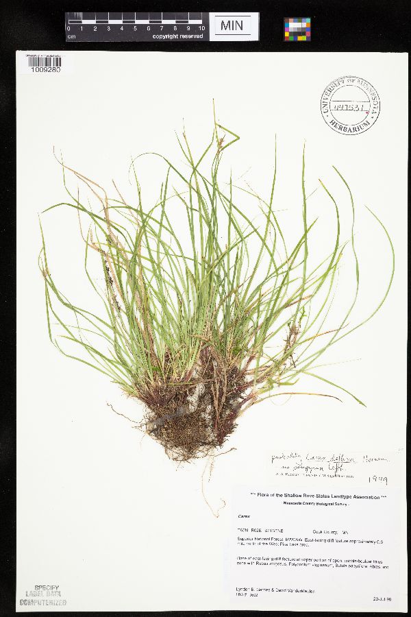 Carex deflexa var. deflexa image