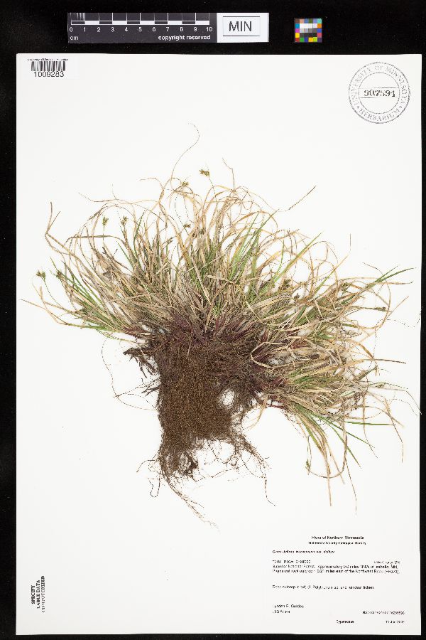 Carex deflexa var. deflexa image