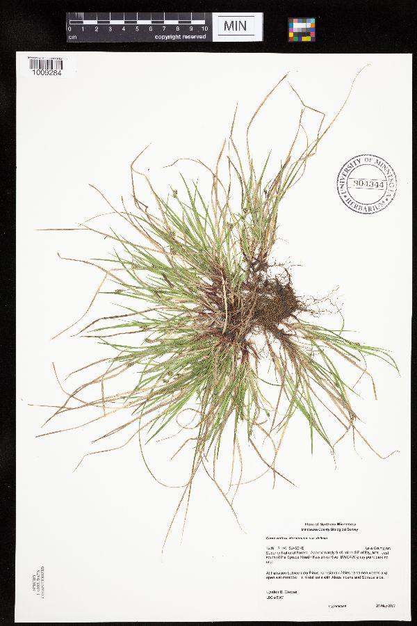 Carex deflexa var. deflexa image