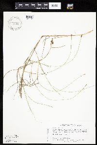 Carex chordorrhiza image