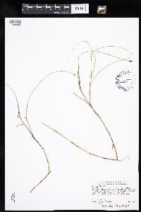 Carex chordorrhiza image