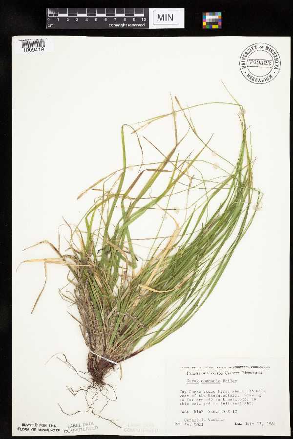 Carex communis var. communis image