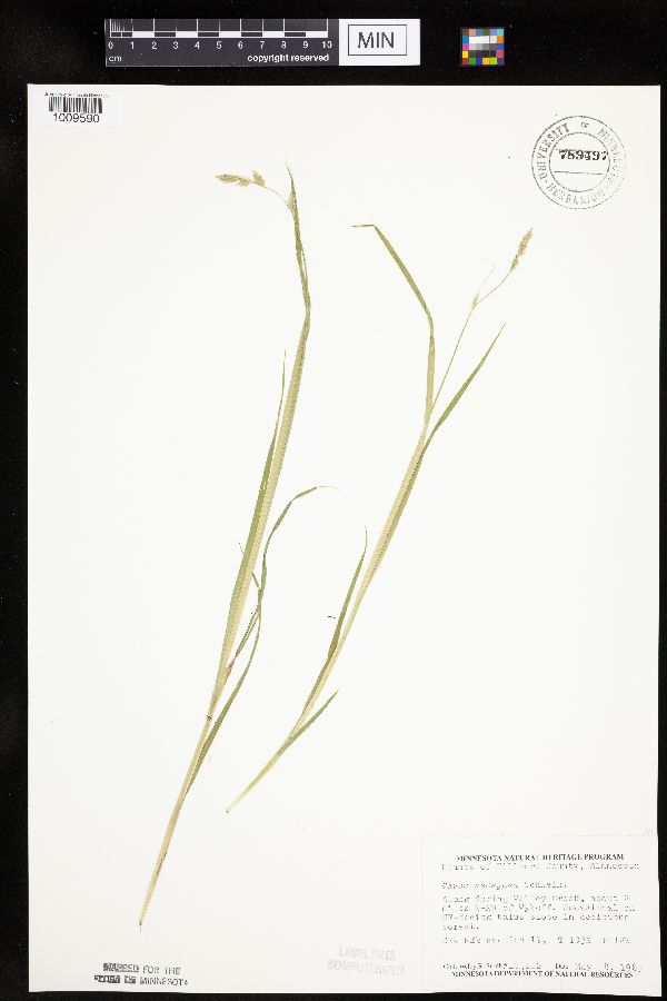 Carex deweyana image