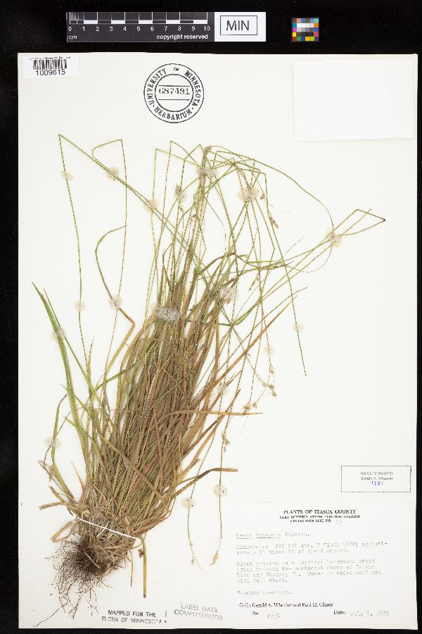 Carex deweyana var. deweyana image