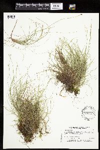 Carex eburnea image