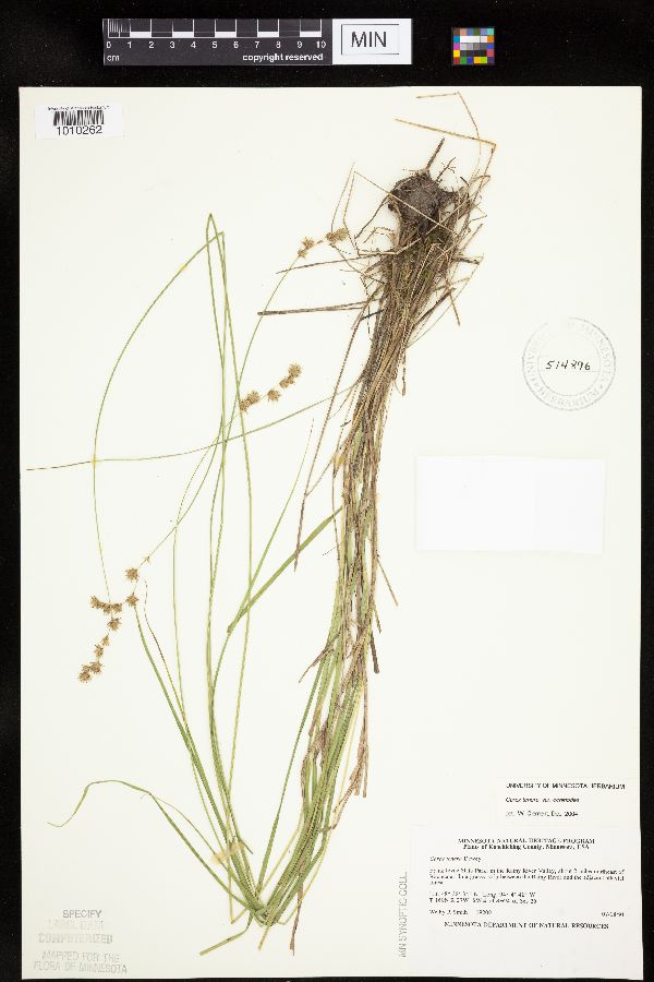 Carex echinodes image