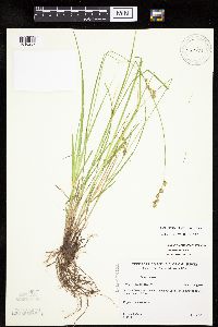 Carex echinodes image