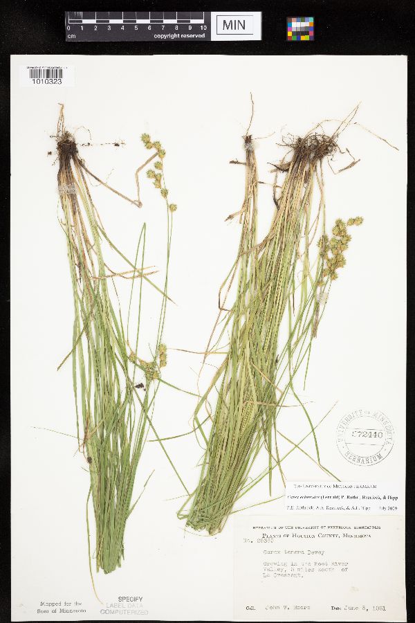 Carex echinodes image