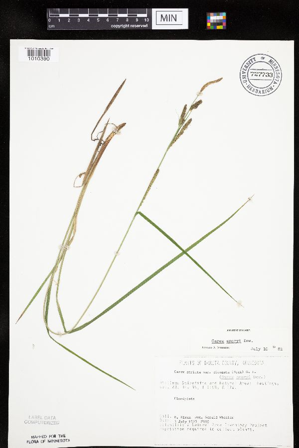 Carex emoryi image