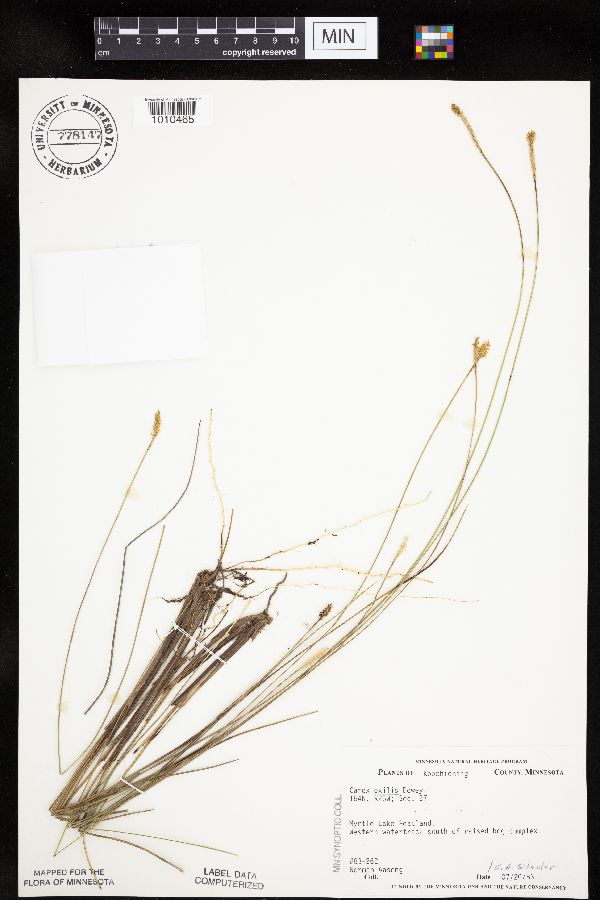 Carex exilis image