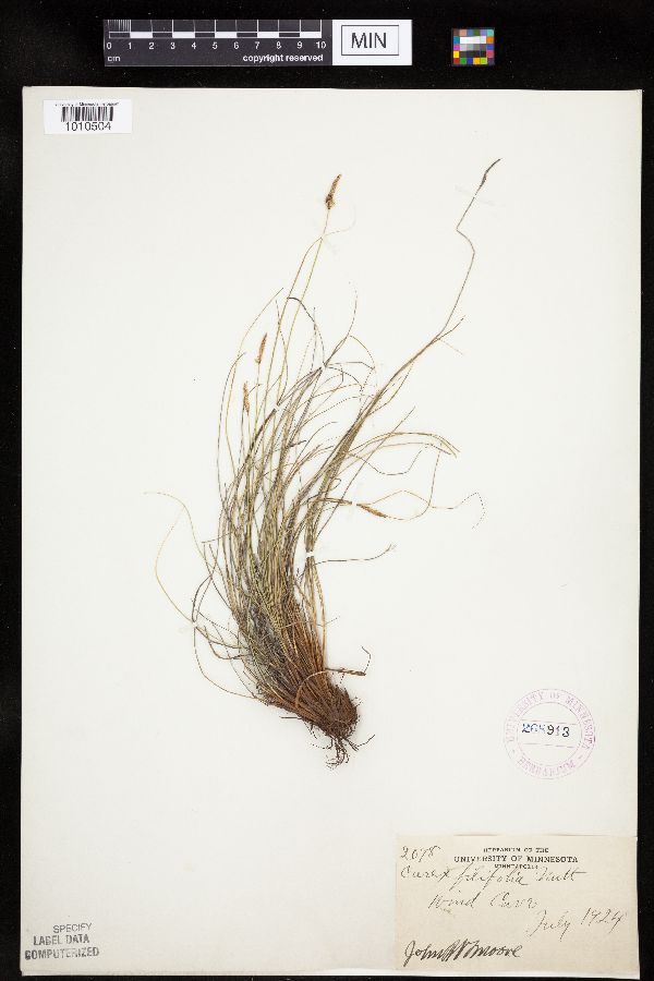 Carex filifolia image