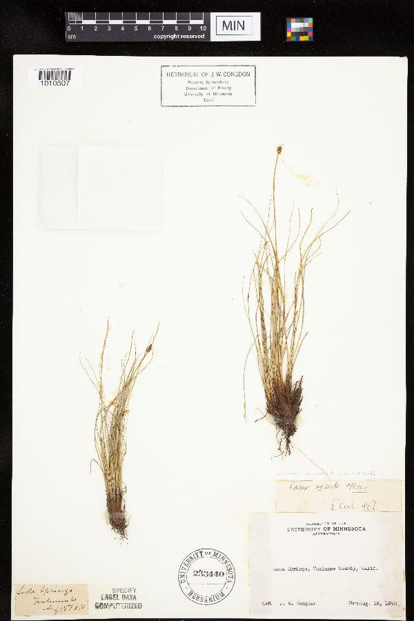 Carex filifolia var. erostrata image
