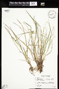 Image of Carex flava