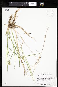 Carex flava image