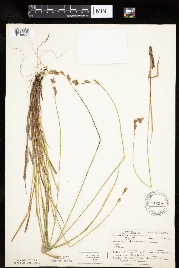 Carex foenea image