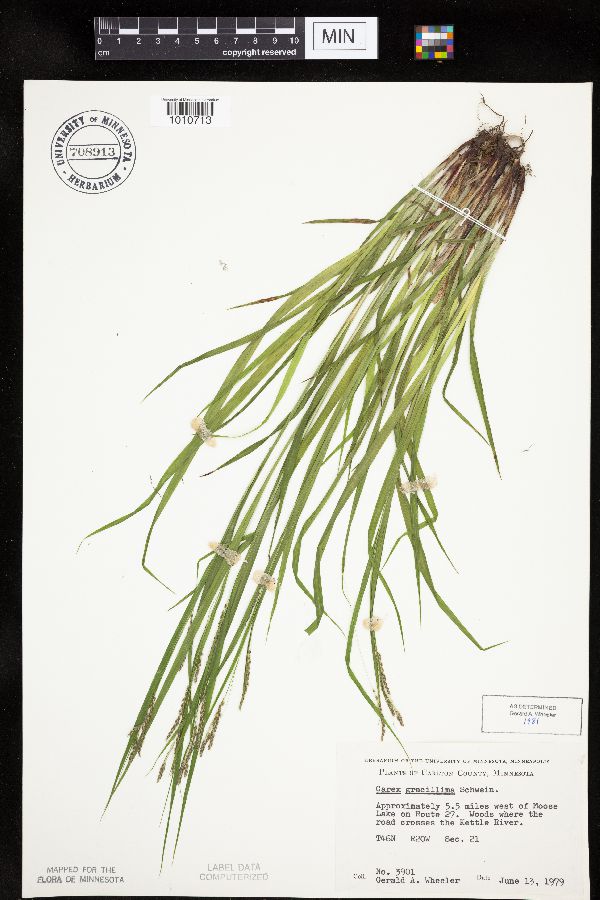 Carex gracillima image