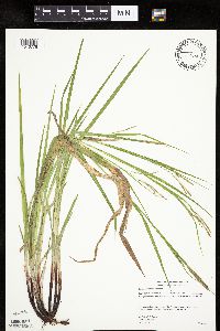 Image of Carex gracillima