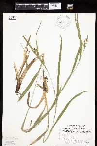 Carex granularis image