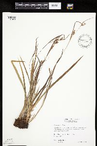 Carex granularis image