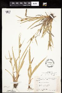 Carex granularis image