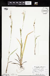 Carex granularis image