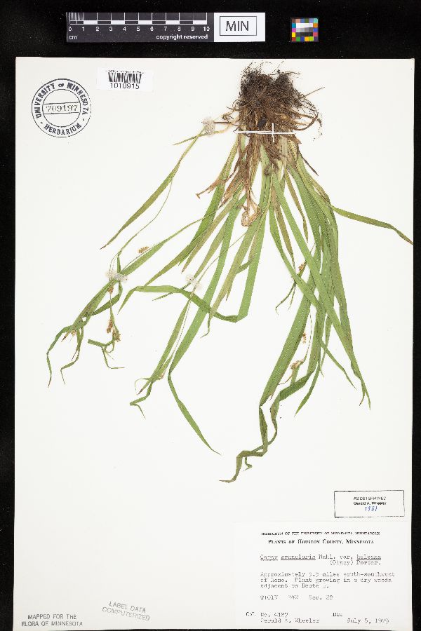 Carex granularis image