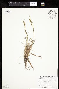 Carex granularis image