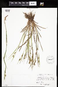 Carex granularis image