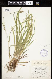 Carex granularis image